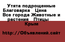 Утята подрощенные Благоварка › Цена ­ 100 - Все города Животные и растения » Птицы   . Крым